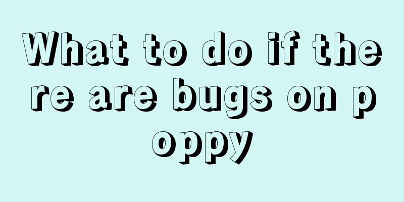 What to do if there are bugs on poppy