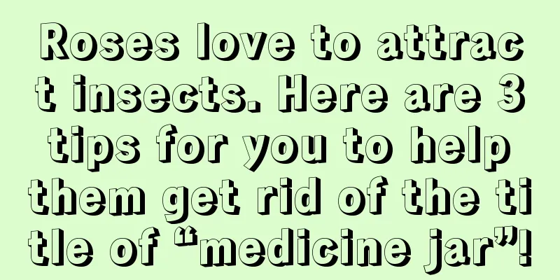 Roses love to attract insects. Here are 3 tips for you to help them get rid of the title of “medicine jar”!