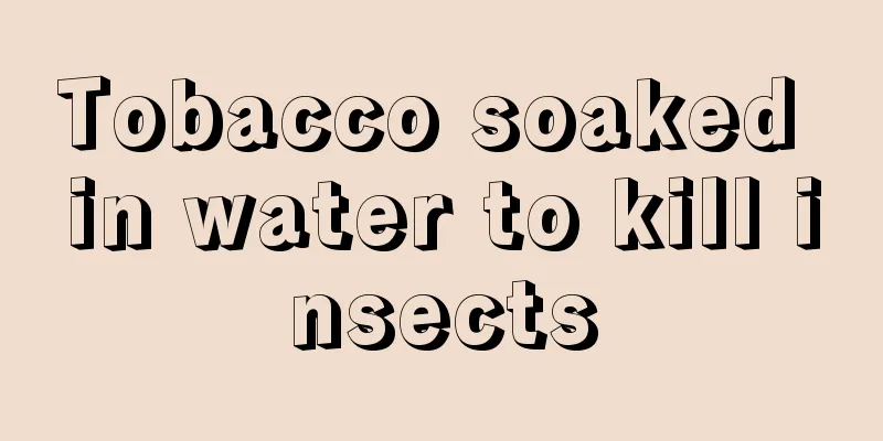 Tobacco soaked in water to kill insects