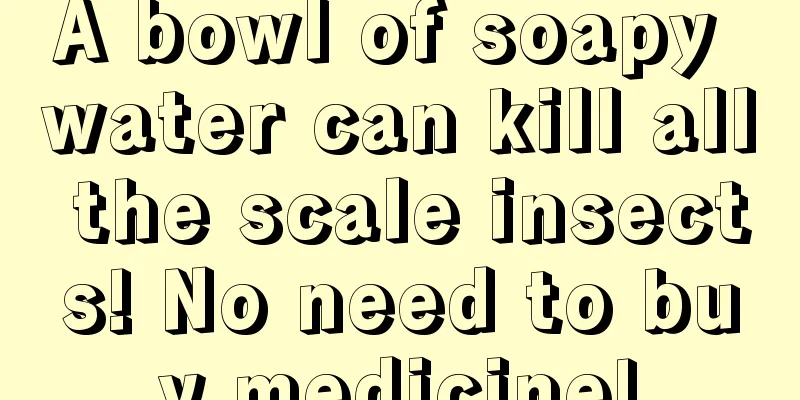 A bowl of soapy water can kill all the scale insects! No need to buy medicine!