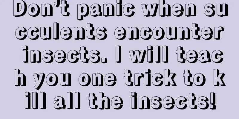 Don’t panic when succulents encounter insects. I will teach you one trick to kill all the insects!