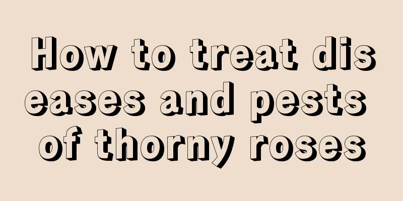 How to treat diseases and pests of thorny roses