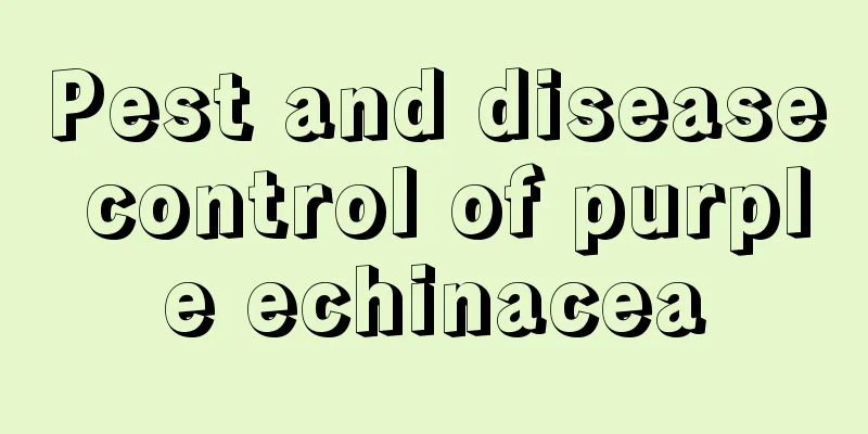 Pest and disease control of purple echinacea