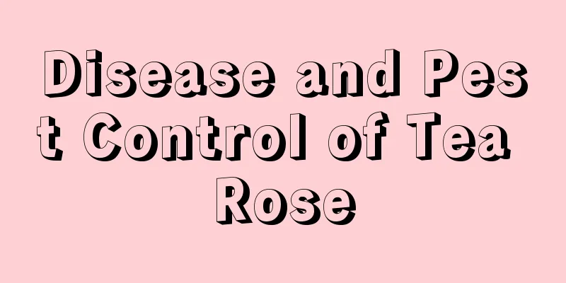 Disease and Pest Control of Tea Rose