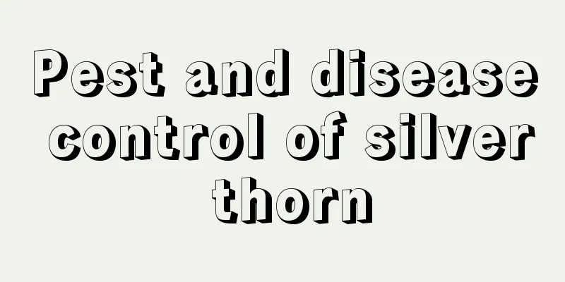 Pest and disease control of silver thorn