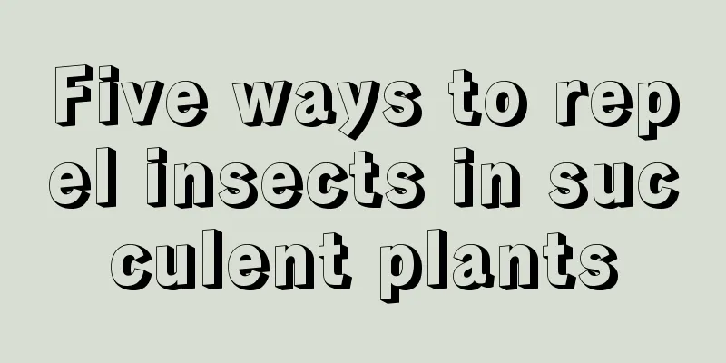 Five ways to repel insects in succulent plants