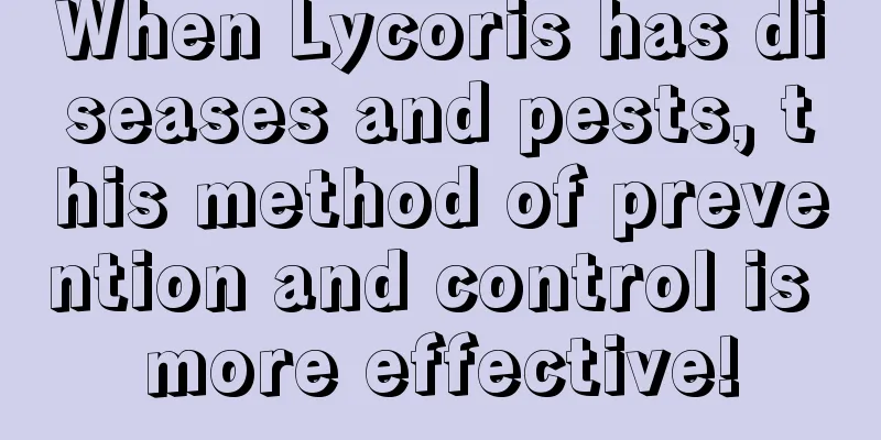 When Lycoris has diseases and pests, this method of prevention and control is more effective!