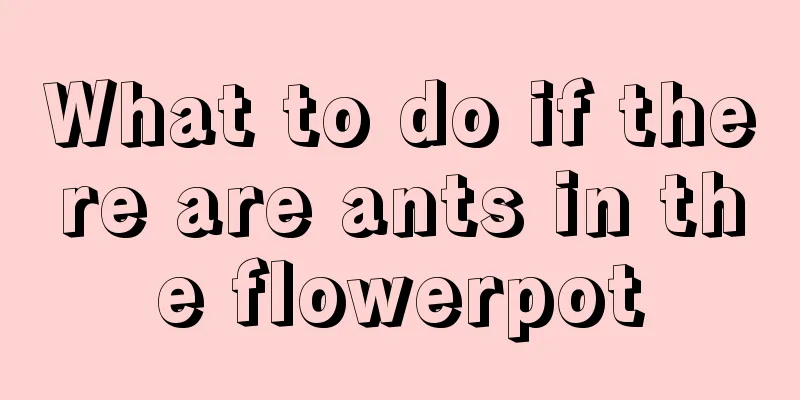 What to do if there are ants in the flowerpot