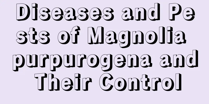 Diseases and Pests of Magnolia purpurogena and Their Control