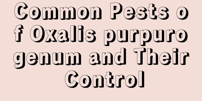 Common Pests of Oxalis purpurogenum and Their Control