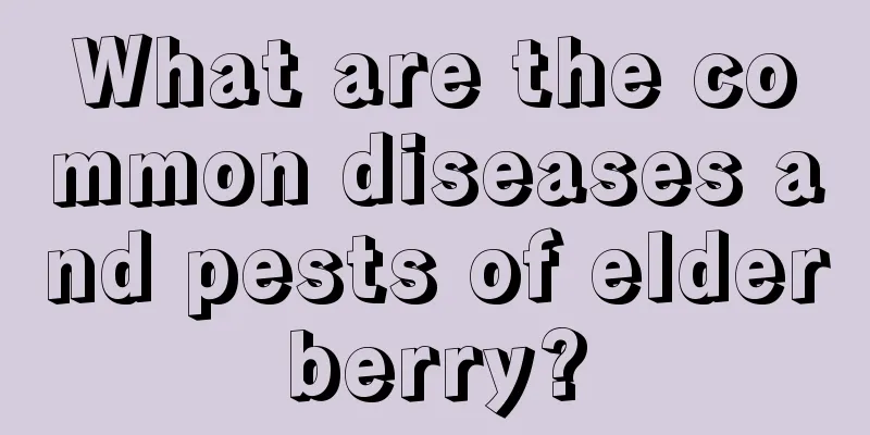 What are the common diseases and pests of elderberry?