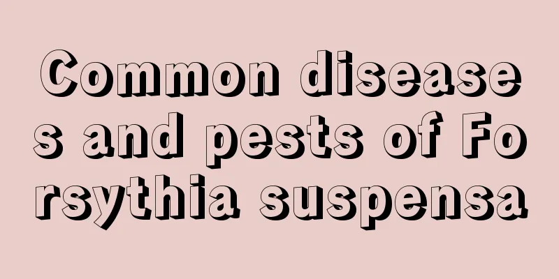 Common diseases and pests of Forsythia suspensa