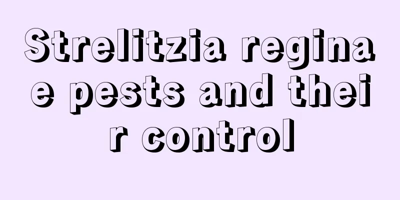 Strelitzia reginae pests and their control