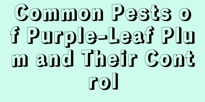 Common Pests of Purple-Leaf Plum and Their Control