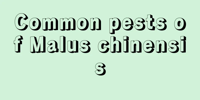 Common pests of Malus chinensis