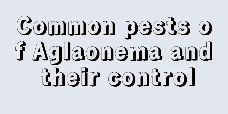 Common pests of Aglaonema and their control