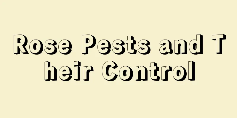 Rose Pests and Their Control