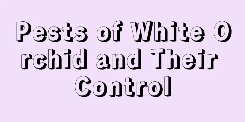 Pests of White Orchid and Their Control