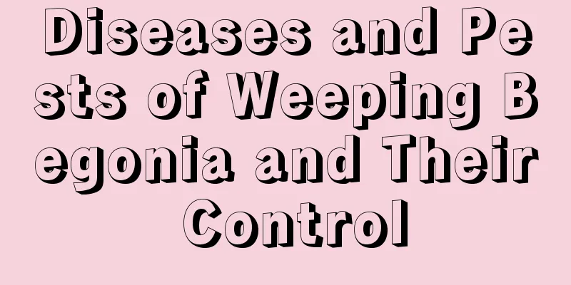 Diseases and Pests of Weeping Begonia and Their Control