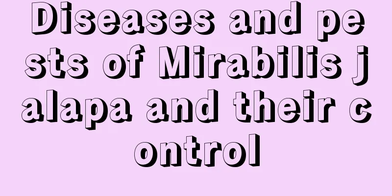 Diseases and pests of Mirabilis jalapa and their control