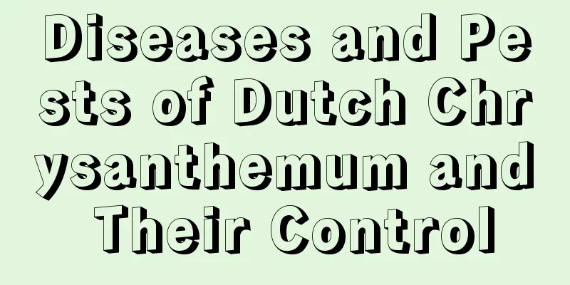 Diseases and Pests of Dutch Chrysanthemum and Their Control