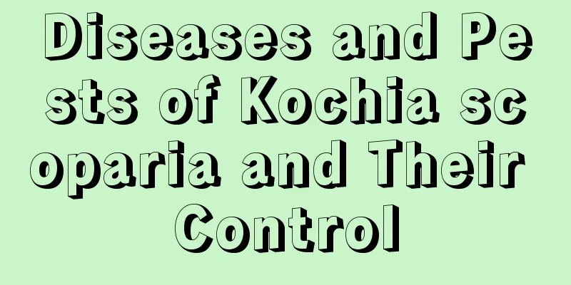 Diseases and Pests of Kochia scoparia and Their Control