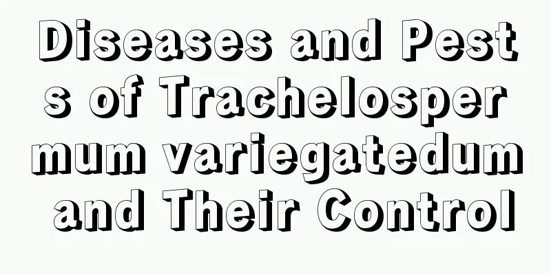 Diseases and Pests of Trachelospermum variegatedum and Their Control