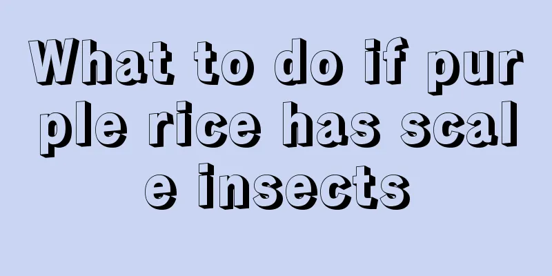 What to do if purple rice has scale insects