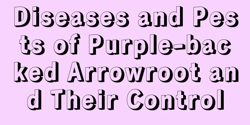 Diseases and Pests of Purple-backed Arrowroot and Their Control