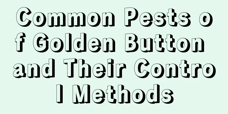 Common Pests of Golden Button and Their Control Methods