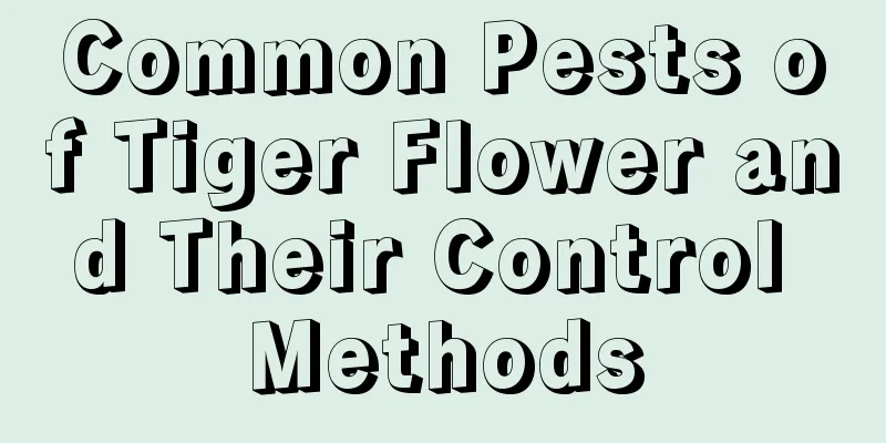 Common Pests of Tiger Flower and Their Control Methods