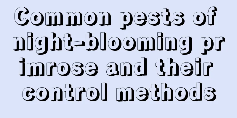 Common pests of night-blooming primrose and their control methods