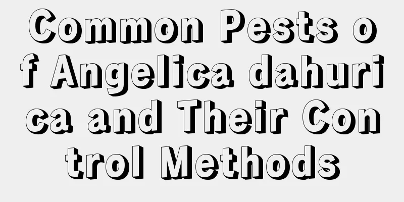 Common Pests of Angelica dahurica and Their Control Methods