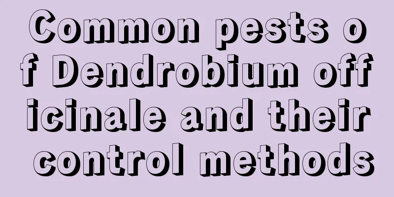 Common pests of Dendrobium officinale and their control methods