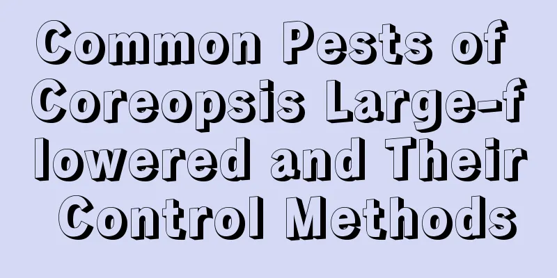 Common Pests of Coreopsis Large-flowered and Their Control Methods