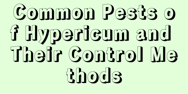 Common Pests of Hypericum and Their Control Methods