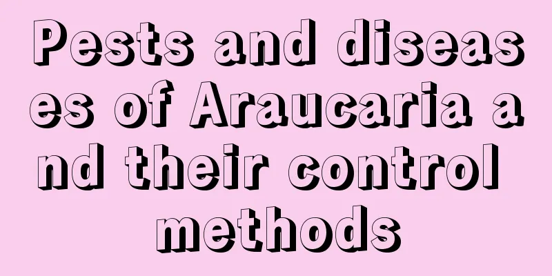 Pests and diseases of Araucaria and their control methods