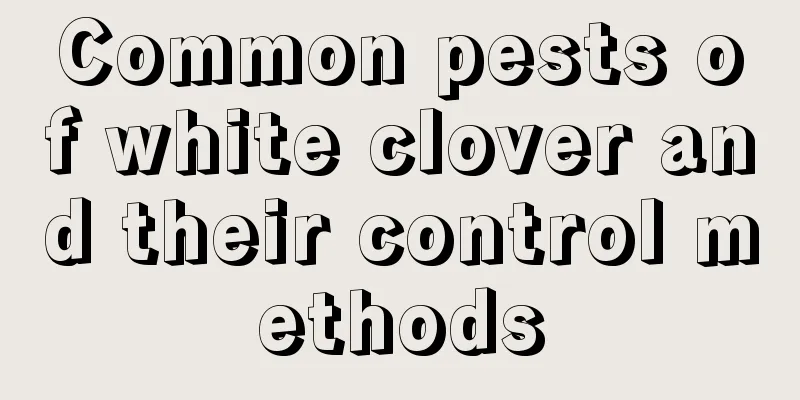 Common pests of white clover and their control methods