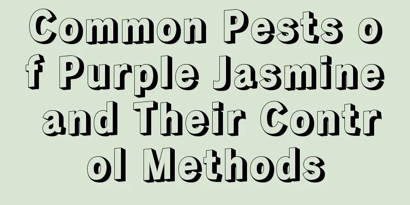 Common Pests of Purple Jasmine and Their Control Methods