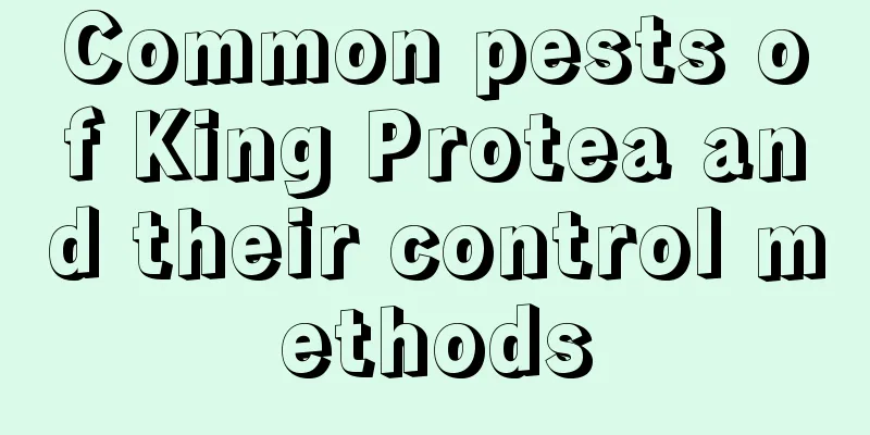 Common pests of King Protea and their control methods