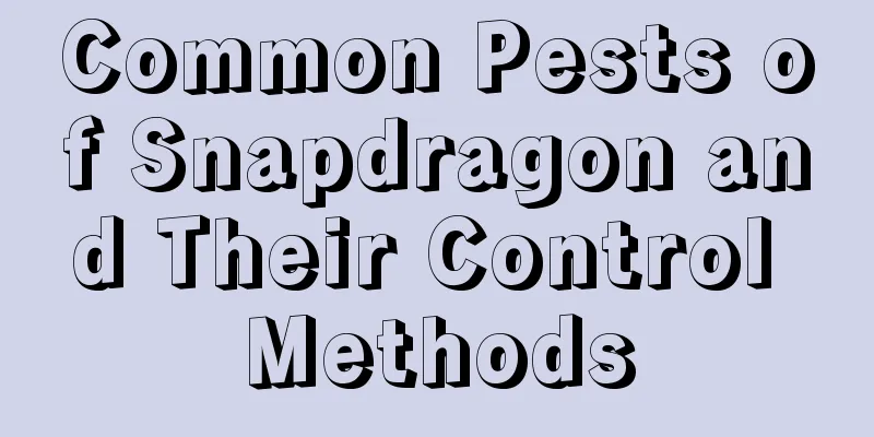 Common Pests of Snapdragon and Their Control Methods