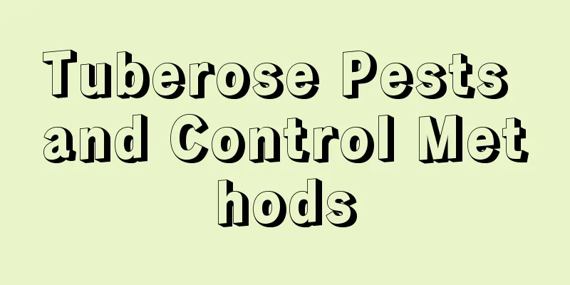 Tuberose Pests and Control Methods