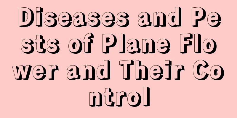 Diseases and Pests of Plane Flower and Their Control