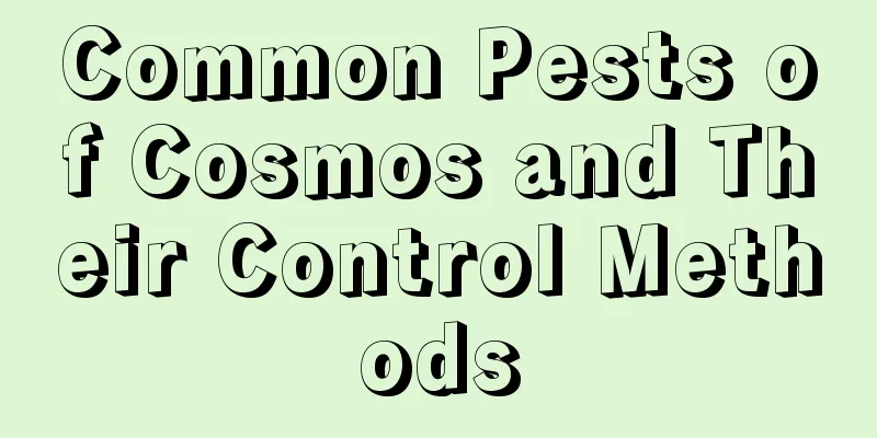 Common Pests of Cosmos and Their Control Methods