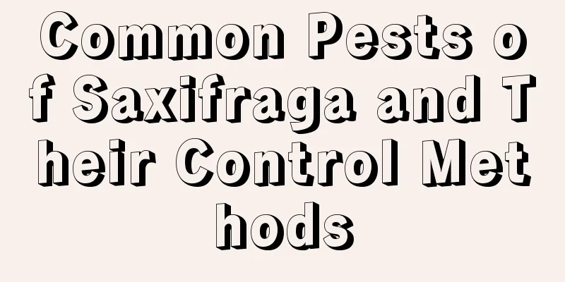 Common Pests of Saxifraga and Their Control Methods