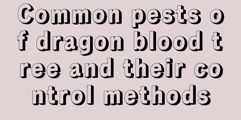 Common pests of dragon blood tree and their control methods