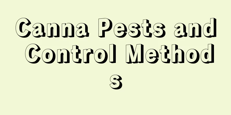 Canna Pests and Control Methods