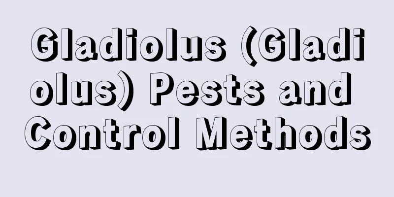 Gladiolus (Gladiolus) Pests and Control Methods