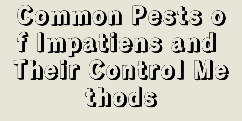 Common Pests of Impatiens and Their Control Methods