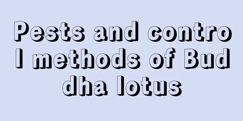 Pests and control methods of Buddha lotus